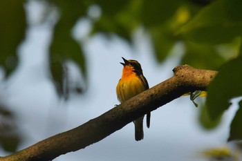 2020年4月29日(水) 砧公園の野鳥観察記録