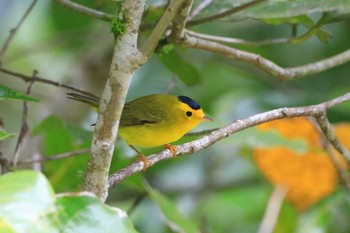 Wilson's Warbler Trogon Lodge(Costa Rica) Thu, 9/26/2019