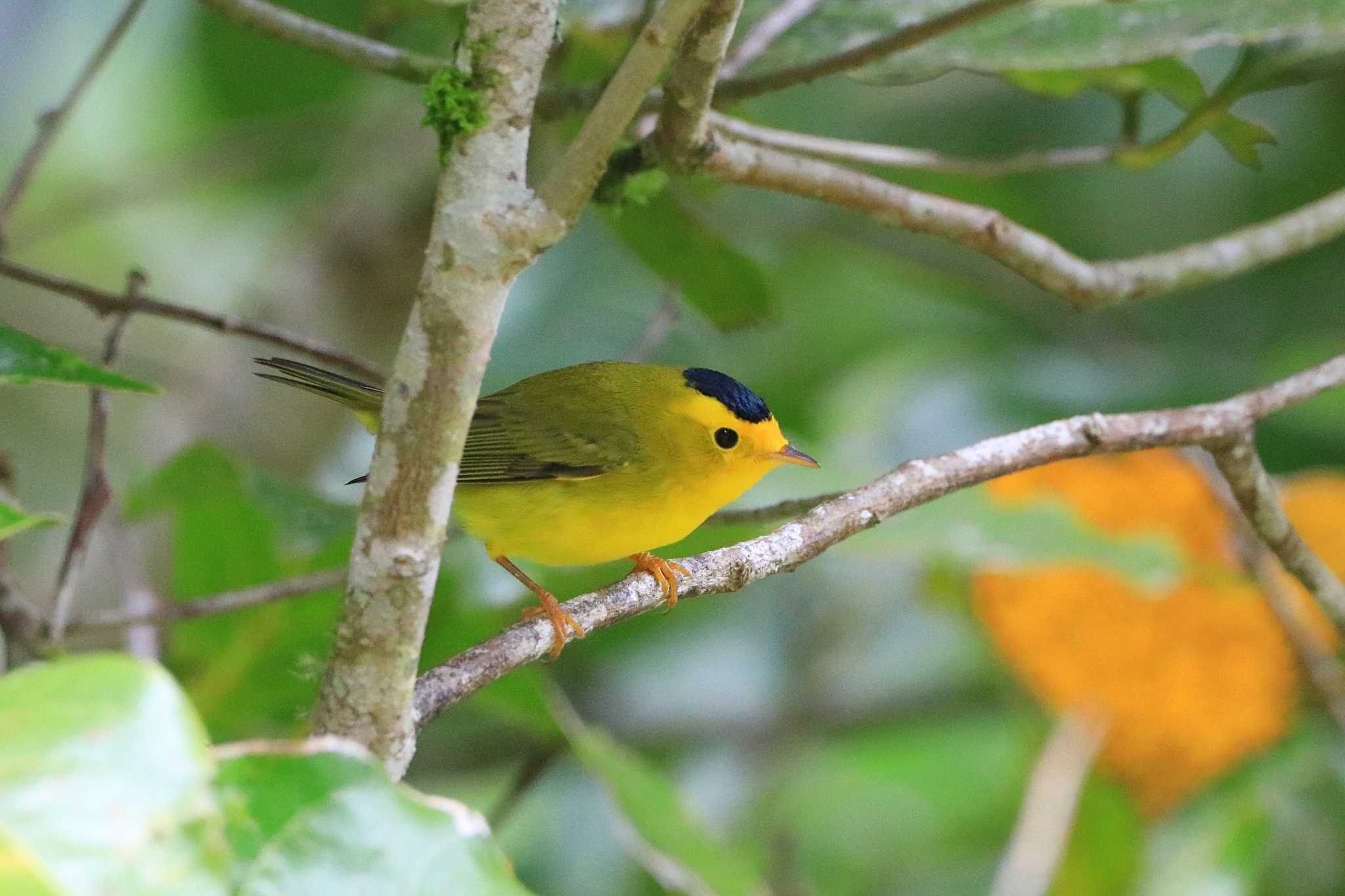 Trogon Lodge(Costa Rica) ウィルソンアメリカムシクイの写真 by とみやん