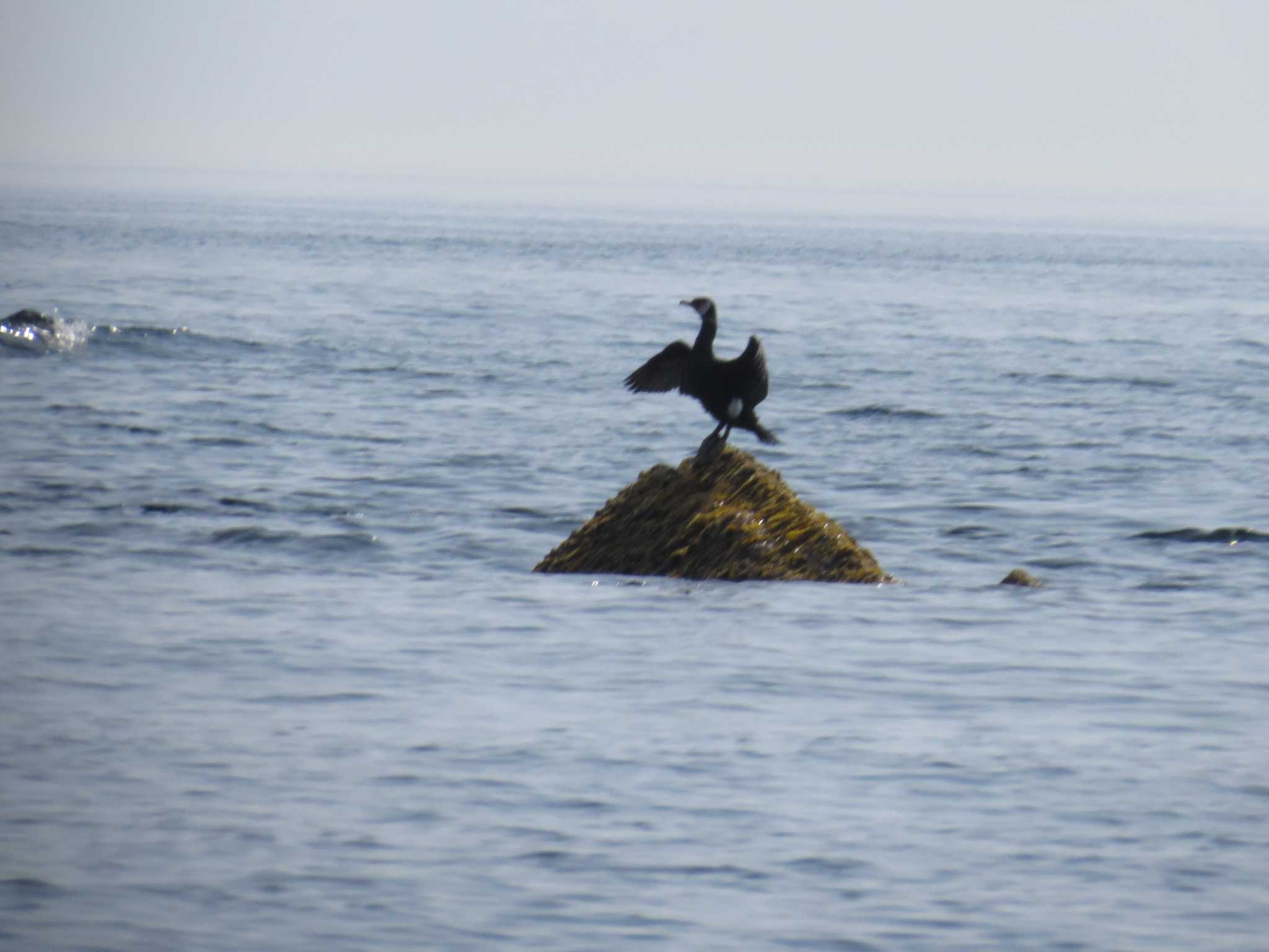 天売島;北海道 ウミウの写真