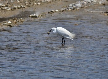 Little Egret 明石川 Wed, 4/29/2020