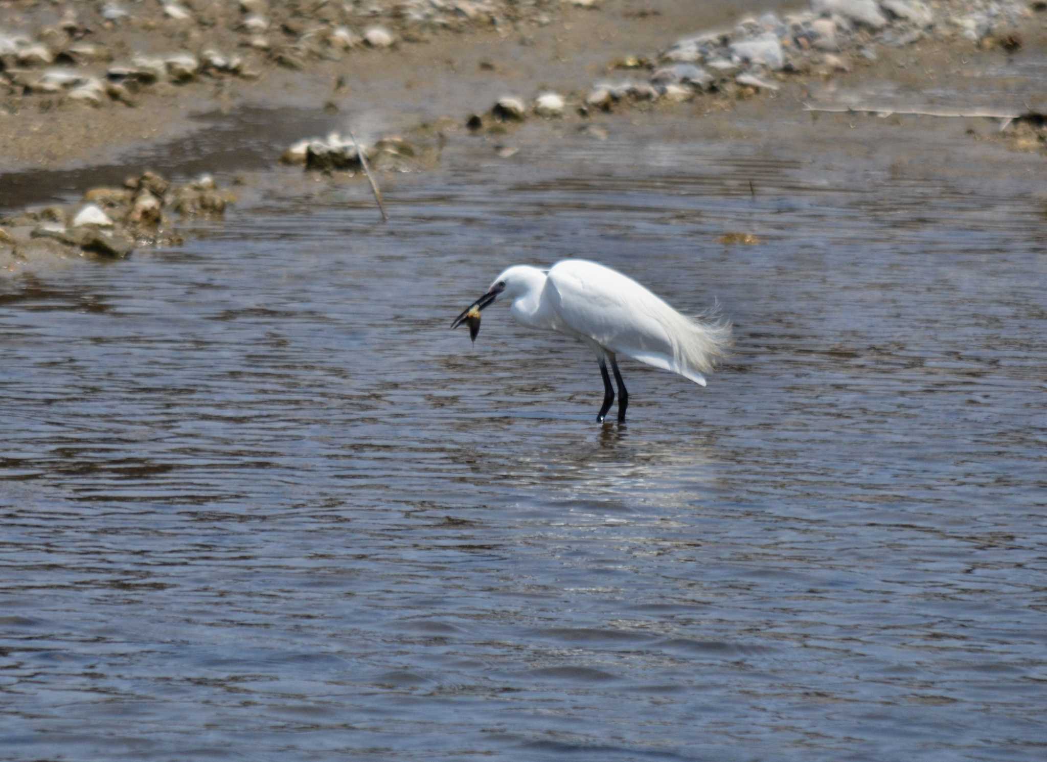 Photo of Little Egret at 明石川 by kazu