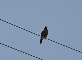 Crested Myna 明石港 Wed, 4/29/2020