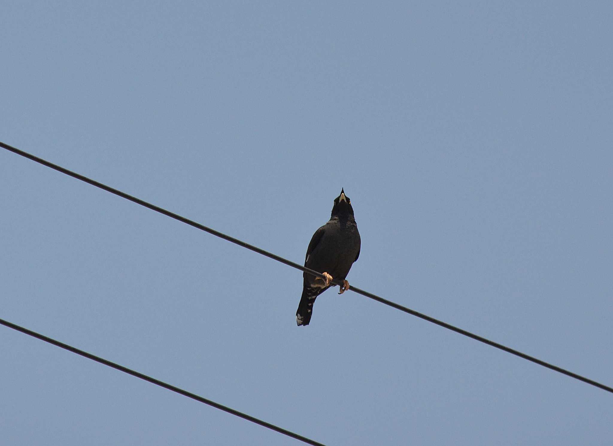 Photo of Crested Myna at 明石港 by kazu
