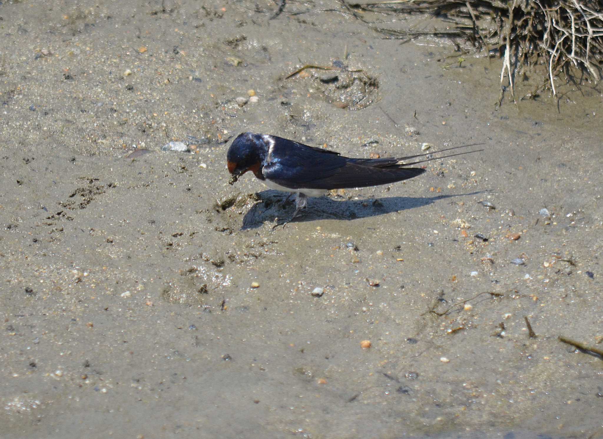 Photo of Barn Swallow at 明石川 by kazu