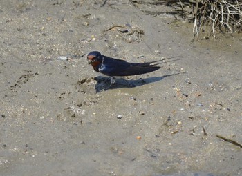 Barn Swallow 明石川 Wed, 4/29/2020