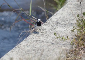 White Wagtail 明石川 Wed, 4/29/2020