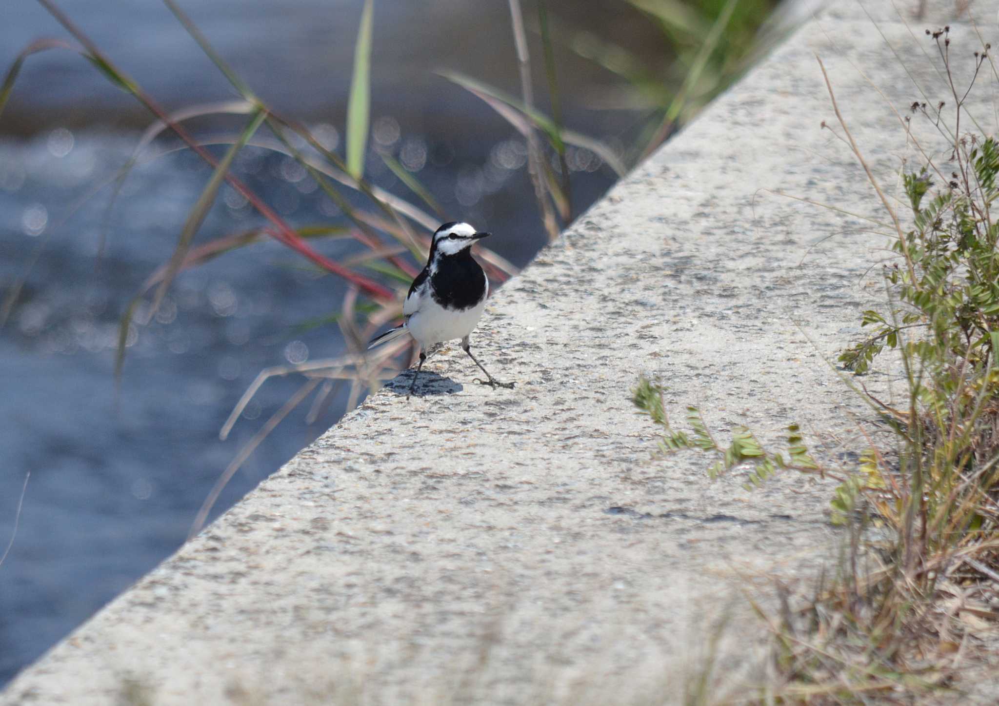 Photo of White Wagtail at 明石川 by kazu
