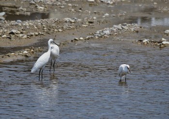 Little Egret 明石川 Wed, 4/29/2020