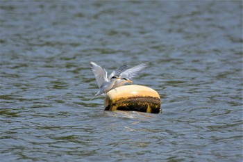 コアジサシ 水元公園 2020年4月29日(水)