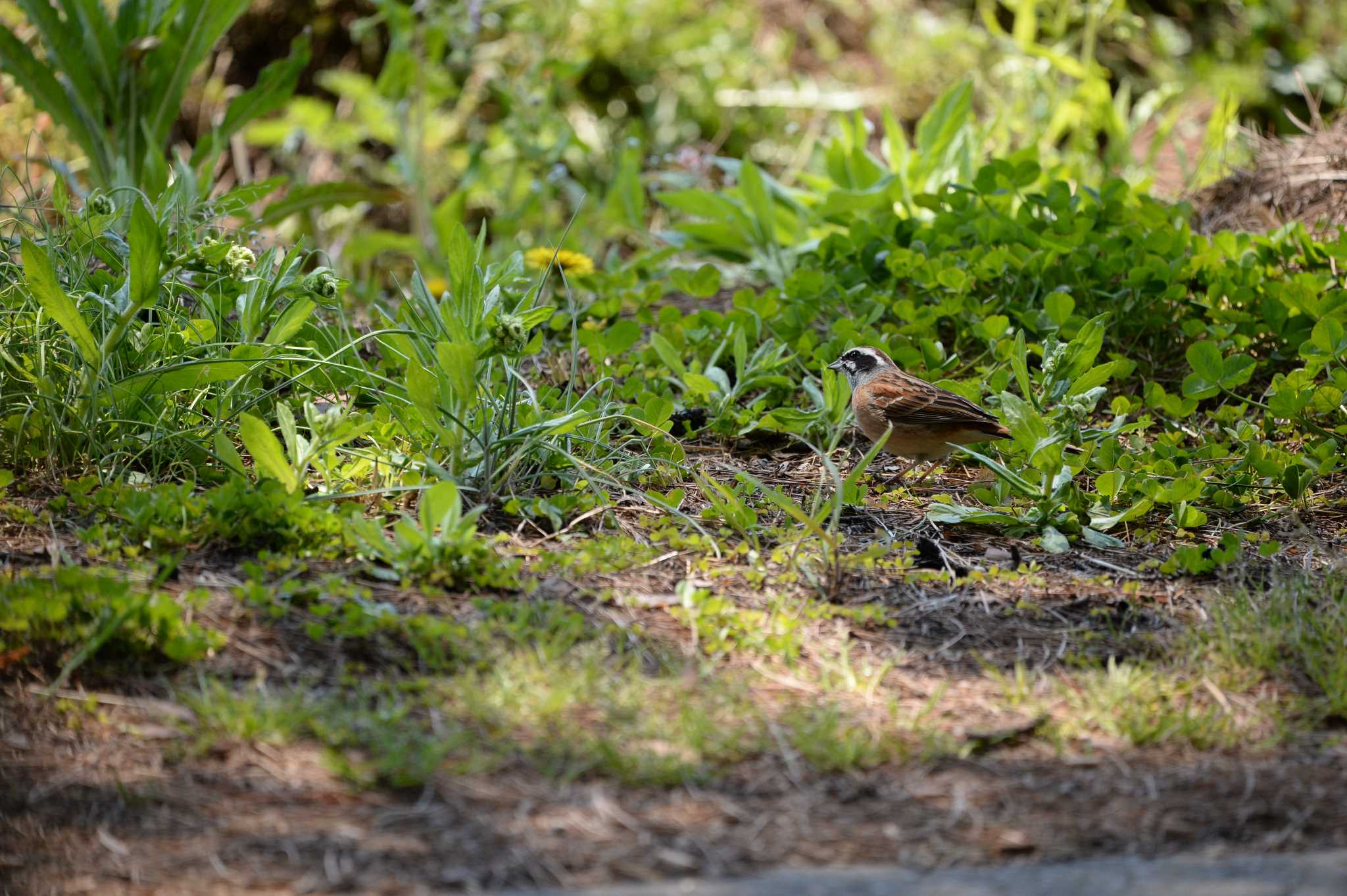 Photo of Meadow Bunting at 長野県 by zuboran