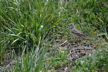 Eurasian Skylark 長野県 Wed, 4/29/2020