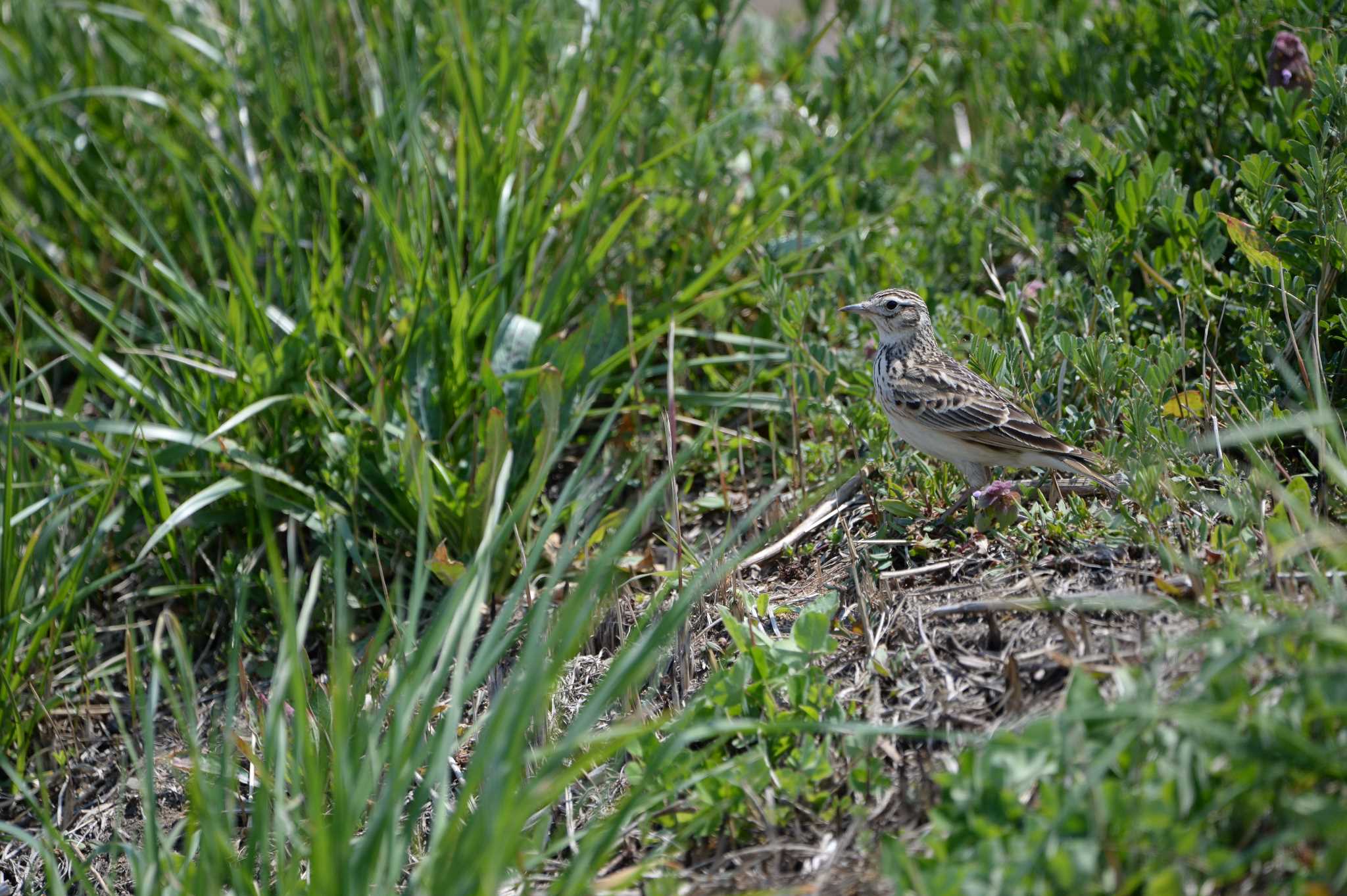 Photo of Eurasian Skylark at 長野県 by zuboran