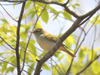 Eastern Crowned Warbler 栃木県日光市 Wed, 4/29/2020