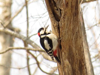 Great Spotted Woodpecker(japonicus) Nishioka Park Sat, 4/16/2016