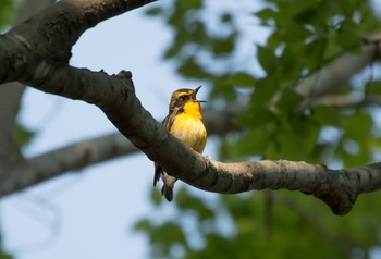 キビタキ 砧公園 2020年4月29日(水)