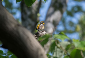 キビタキ 砧公園 2020年4月29日(水)