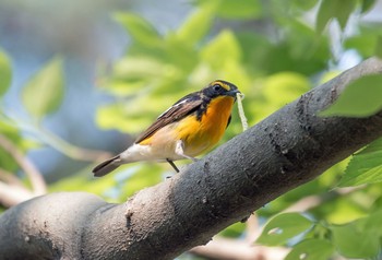 キビタキ 砧公園 2020年4月29日(水)