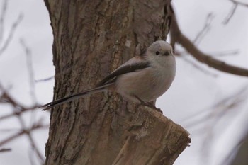 Long-tailed tit(japonicus) Makomanai Park Tue, 3/10/2020