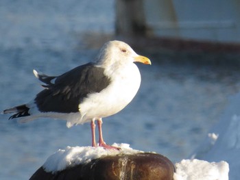 オオセグロカモメ 留萌市;北海道 2015年1月1日(木)