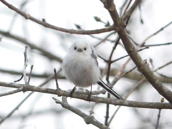 2020年4月29日(水) ウトナイ湖の野鳥観察記録