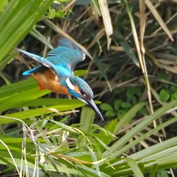 Common Kingfisher Aobayama Park Wed, 4/29/2020