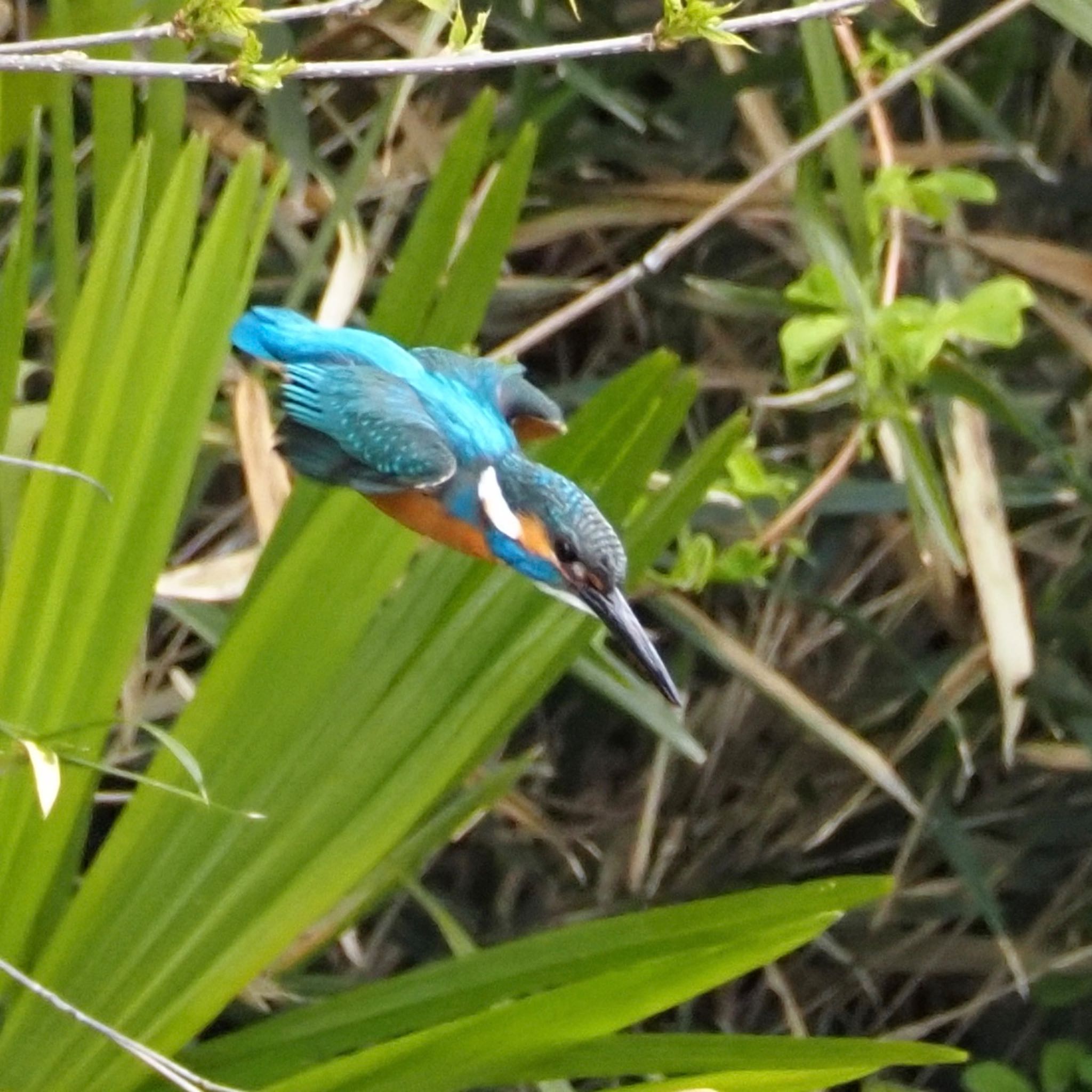 Photo of Common Kingfisher at Aobayama Park by Yoshiro