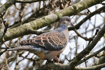 Oriental Turtle Dove 新潟市 Wed, 4/29/2020