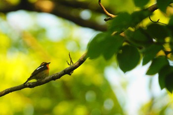 Narcissus Flycatcher Kinuta Park Wed, 4/29/2020