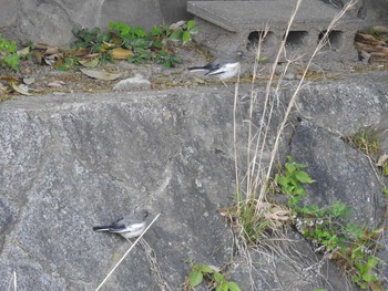 Wed, 4/29/2020 Birding report at 高野川、京都