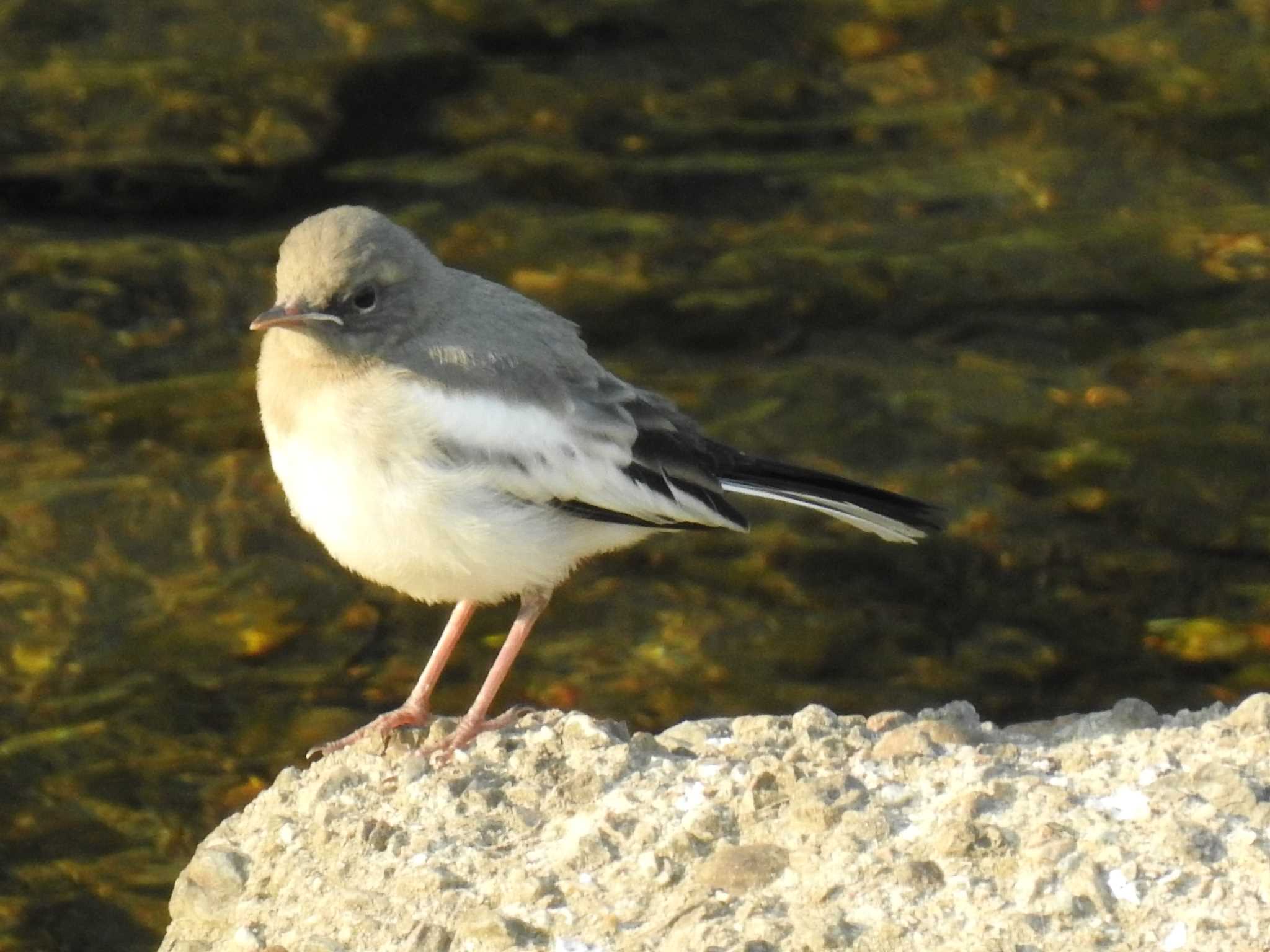 Japanese Wagtail