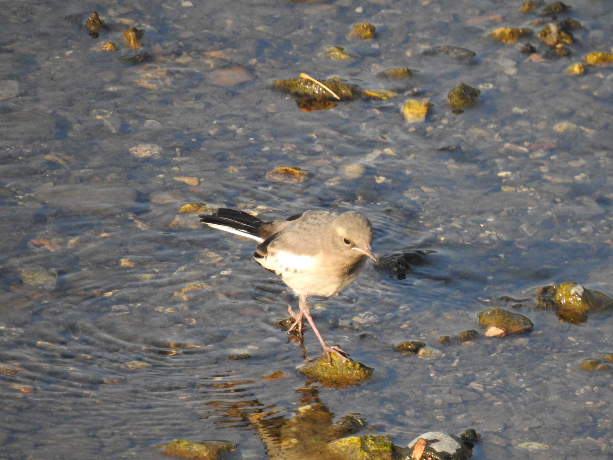 Japanese Wagtail