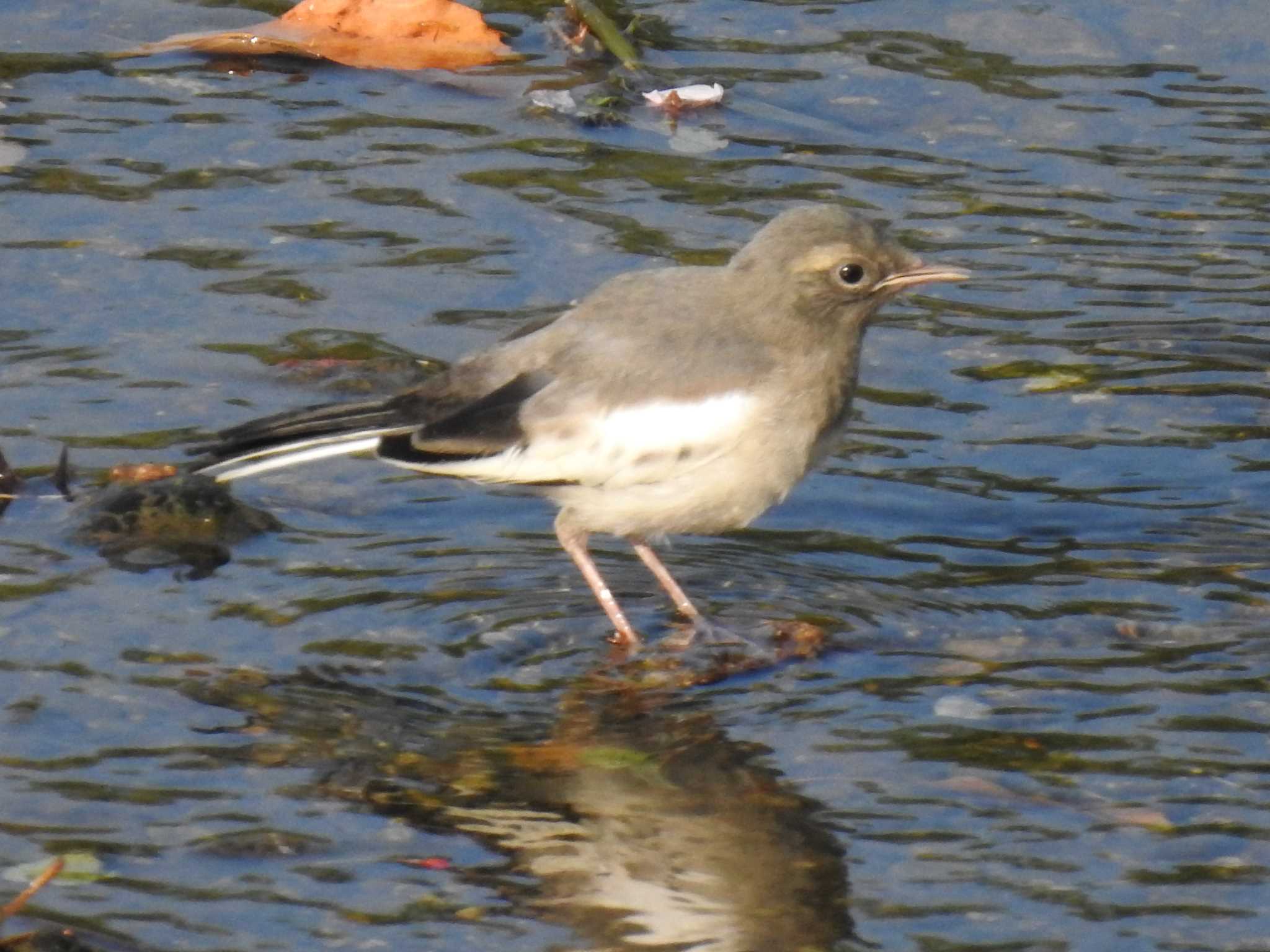 Japanese Wagtail