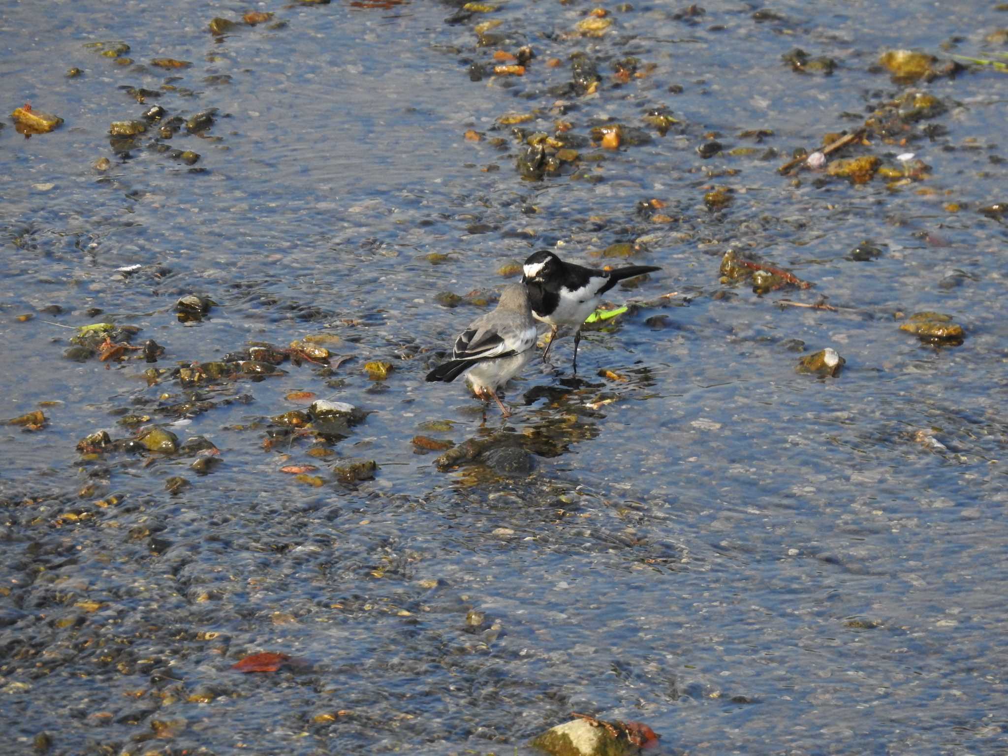 Japanese Wagtail