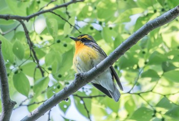 キビタキ 砧公園 2020年4月29日(水)