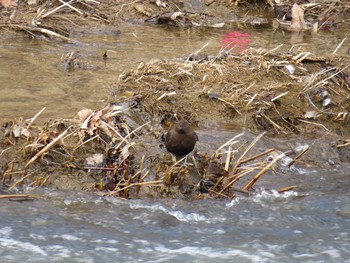 カワガラス 札幌;北海道 2015年4月11日(土)