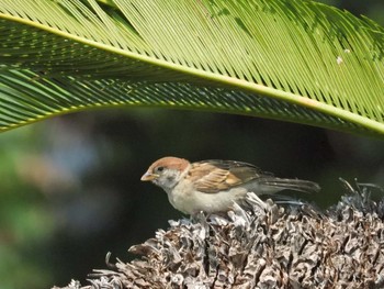 2020年4月29日(水) 恩納村の野鳥観察記録