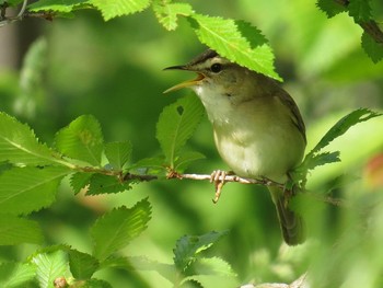 コヨシキリ 石狩;北海道 2015年6月7日(日)