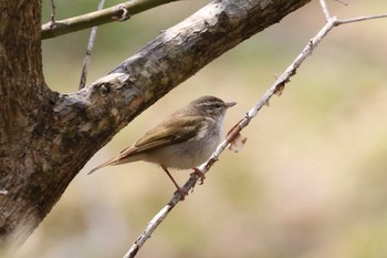 Sakhalin Leaf Warbler Miharashi Park(Hakodate) Wed, 4/29/2020