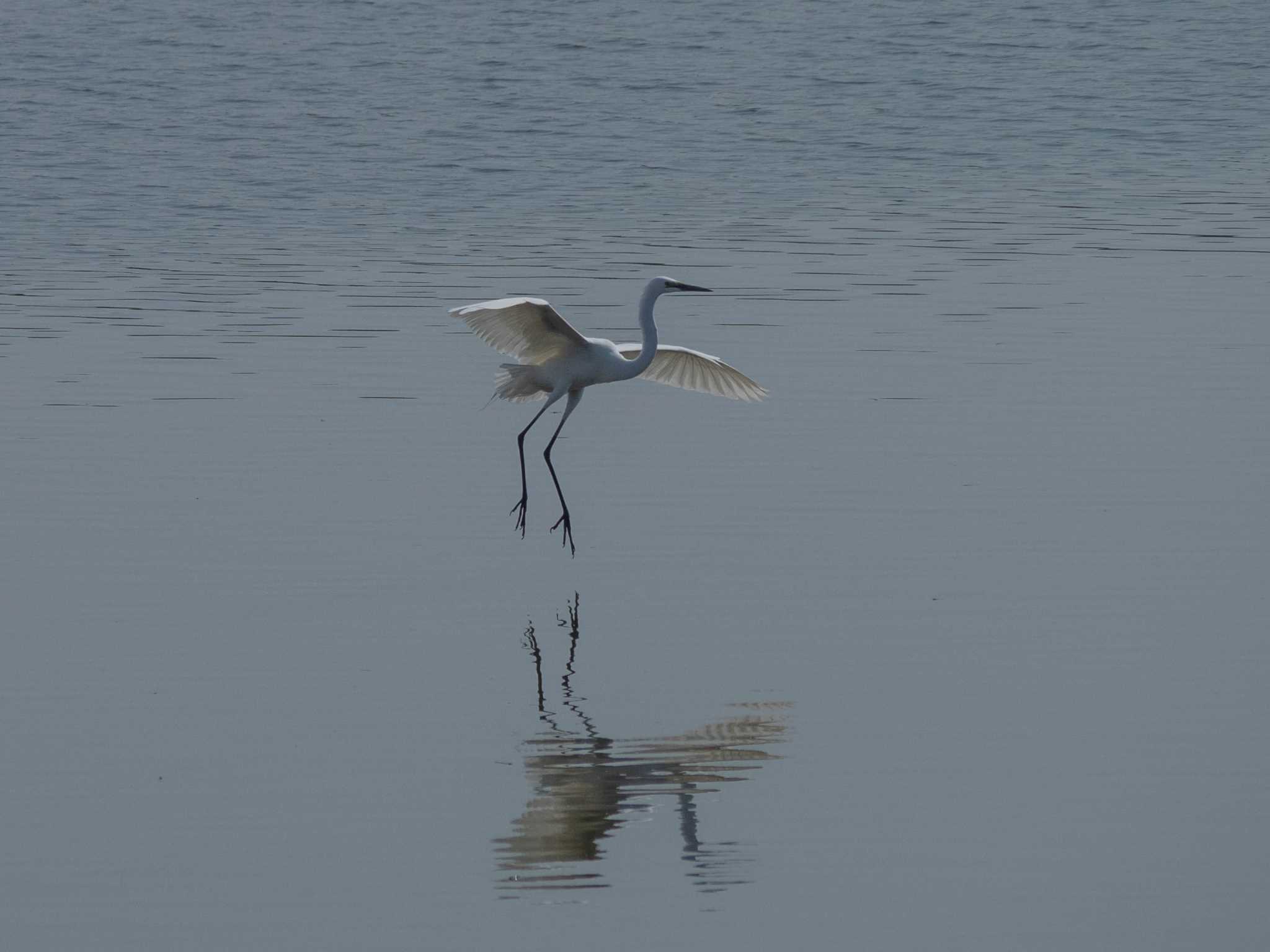 芝川第一調節池(芝川貯水池) ダイサギの写真 by Tosh@Bird