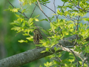 アオジ 芝川第一調節池(芝川貯水池) 2020年4月29日(水)