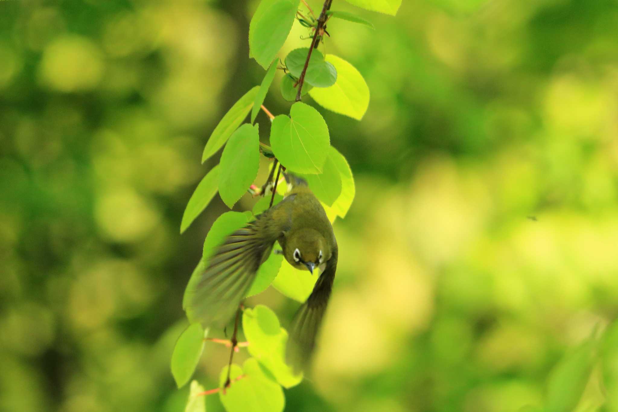 Warbling White-eye