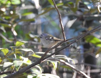 Goldcrest Mizumoto Park Tue, 2/11/2020