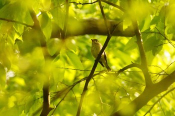 コサメビタキ 砧公園 2020年4月28日(火)