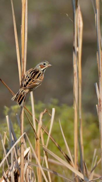 Chestnut-eared Bunting 埼玉県越谷市 Wed, 4/29/2020