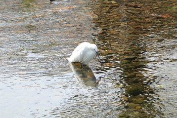 コサギ 野川 2020年4月21日(火)