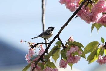 シジュウカラ 野川 2020年4月21日(火)