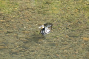 カワウ 野川 2020年4月21日(火)