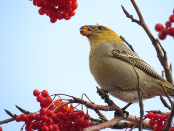 Pine Grosbeak 札幌;北海道 Wed, 12/9/2015