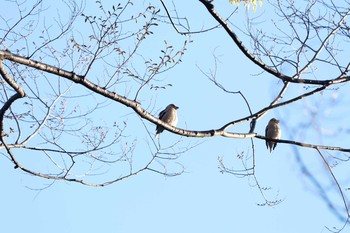 シメ 野川公園 2020年4月19日(日)